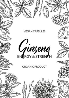 Ginseng dikey tasarımı. Çizim tarzında el çizimi botanik vektör çizimi. Paketleme, etiket, rozet için kullanılabilir. Bitkisel tıp geçmişi