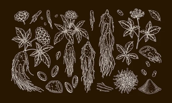 손으로 은행나무 포장을 스케치 스타일의 식물적 디자인 — 스톡 벡터
