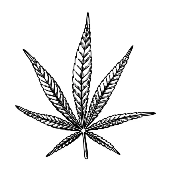 Kenevir Yaprağı Skeci Marihuana Botanik Çizimi Çizimi Vektör Illüstrasyonu — Stok Vektör