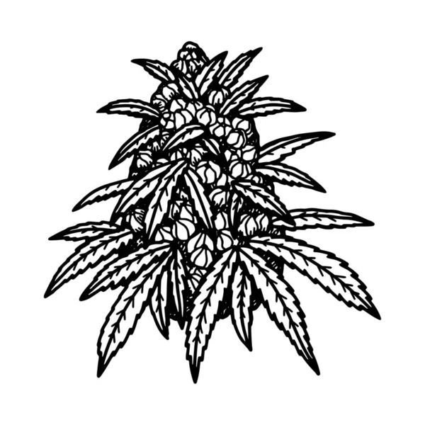 Schizzo Bocciolo Fiori Cannabis Disegno Botanico Sulla Marijuana Illustrazione Vettoriale — Vettoriale Stock