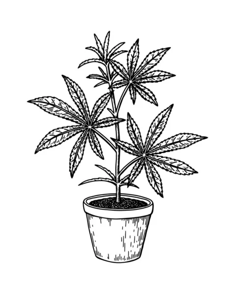 Κάνναβη Γλάστρα Σκίτσο Βοτανικό Σχέδιο Μαριχουάνας Χειροκίνητη Ρεαλιστική Διανυσματική Απεικόνιση — Διανυσματικό Αρχείο