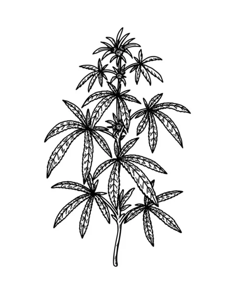 大麻の枝スケッチ マリファナ植物画 手描きリアルなベクトルイラスト — ストックベクタ
