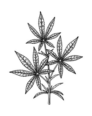 Kenevir şubesi çizimi. Marihuana botanik çizimi. El çizimi gerçekçi vektör çizimi.