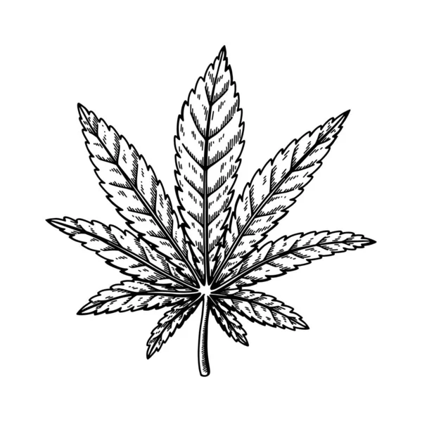 Schizzo Foglie Cannabis Disegno Botanico Sulla Marijuana Illustrazione Del Vettore — Vettoriale Stock