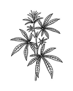 Kenevir şubesi çizimi. Marihuana botanik çizimi. El çizimi gerçekçi vektör çizimi.