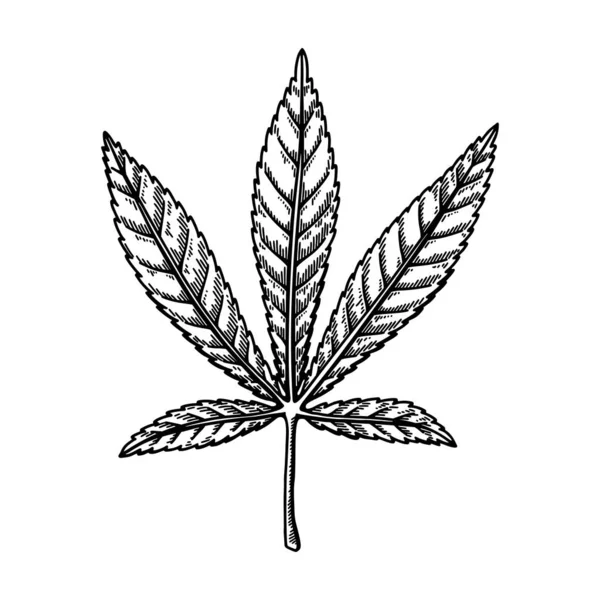 Σχέδιο Φύλλων Κάνναβης Βοτανικό Σχέδιο Μαριχουάνας Χειροκίνητη Διανυσματική Απεικόνιση — Διανυσματικό Αρχείο