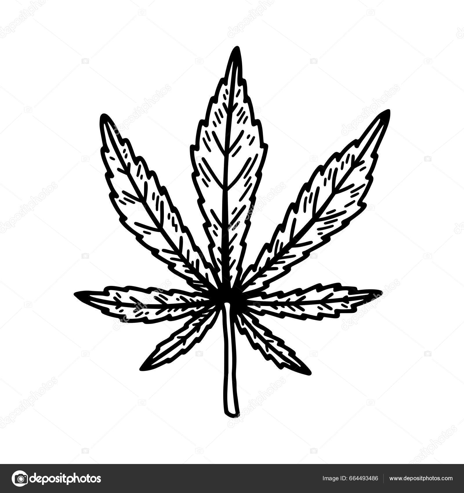 Esbozo Hoja Cannabis Dibujo Botánico Marihuana Ilustración Vectorial  Dibujada Mano Vector de stock #664493486 de ©KseniiaD, image size:1600x1700