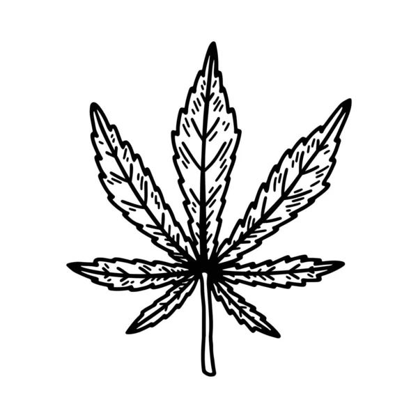 Kenevir Yaprağı Skeci Marihuana Botanik Çizimi Çizimi Vektör Illüstrasyonu — Stok Vektör