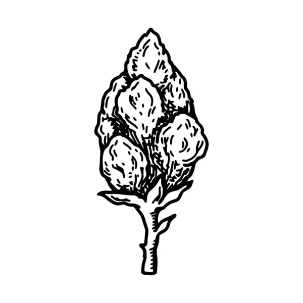 Μπουμπούκι Κάνναβης Vintage Διανυσματική Απεικόνιση Στυλ Σκίτσο Άνθος Φυτών Μαριχουάνας — Διανυσματικό Αρχείο