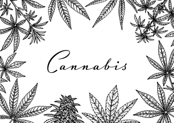 Cannabis 포장을 디자인 미디어 포스팅 인증서입니다 마리화나 스케치 방식으로 묘사하였다 — 스톡 벡터