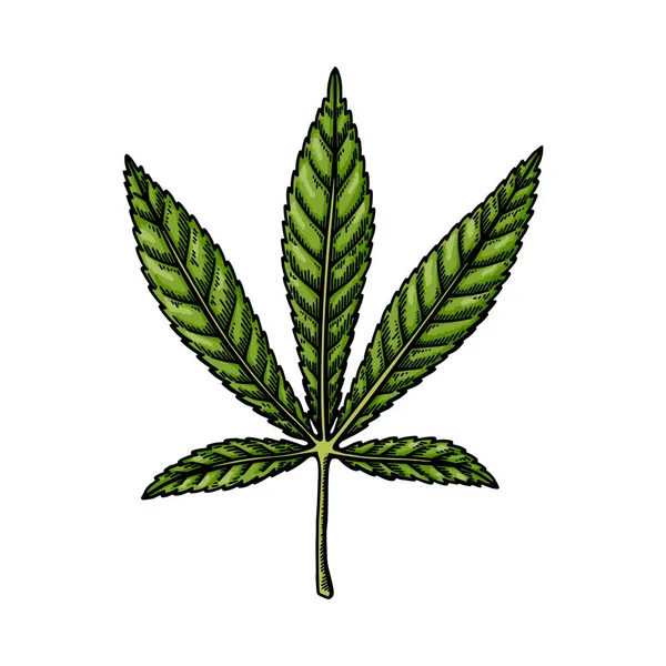 Cannabis Ruderalis Leaf Sketch Marijuana Botanical Drawing Hand Drawn Vector — Stock Vector