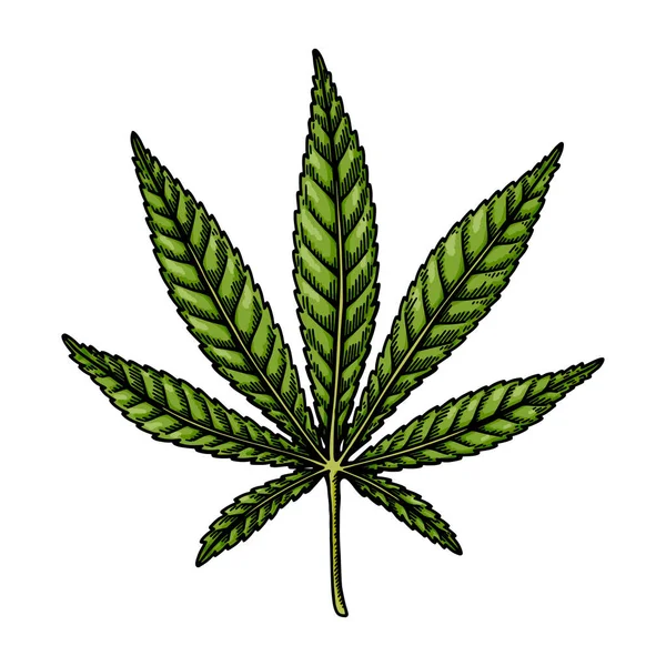 Cannabis Hybrid Blad Skiss Marijuanas Botaniska Teckning Handritad Vektor Illustration — Stock vektor