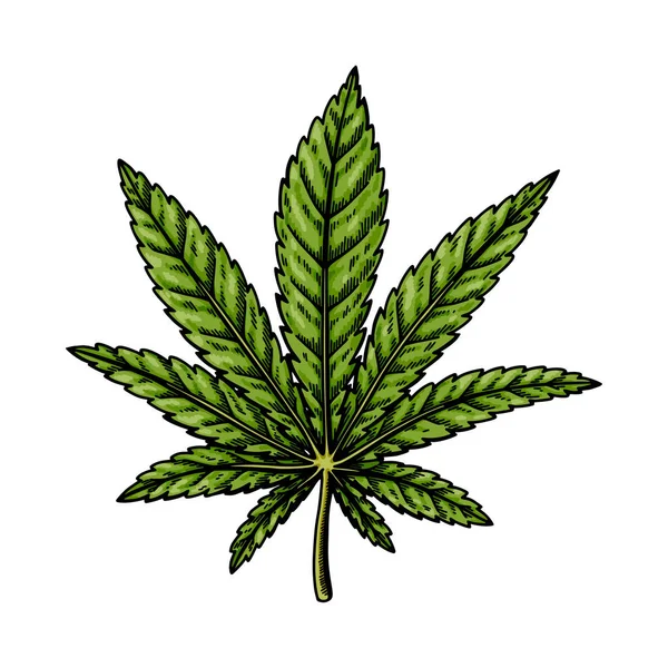 大麻インディカの葉のスケッチ マリファナの植物図 手描きベクターイラスト — ストックベクタ
