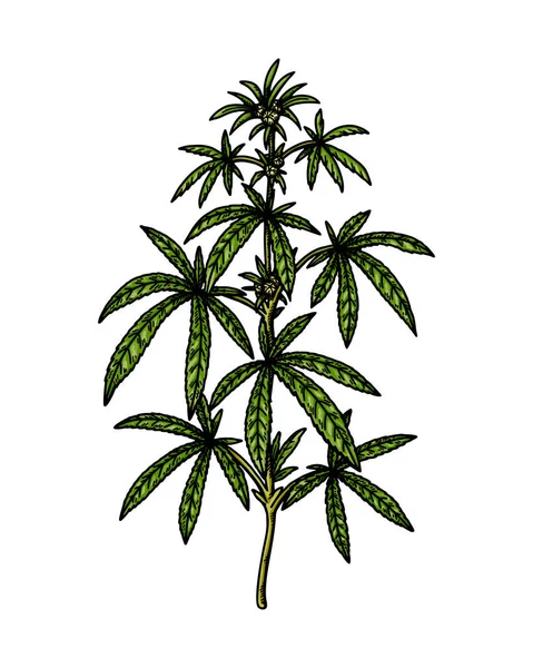 Schizzo Del Ramo Della Cannabis Disegno Botanico Sulla Marijuana Illustrazione — Vettoriale Stock