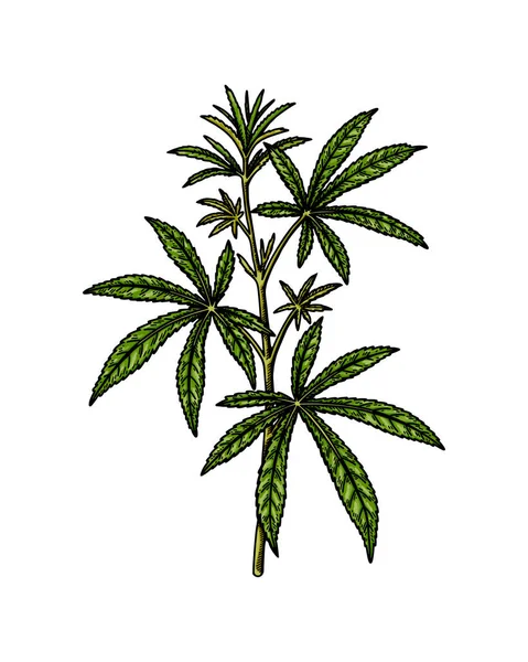 Schizzo Del Ramo Della Cannabis Disegno Botanico Sulla Marijuana Illustrazione — Vettoriale Stock