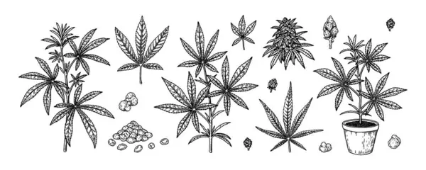 大麻植物 叶子和种子 一组手绘大麻设计元素 素描式矢量图解 — 图库矢量图片