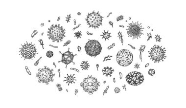 Set of engraved viruses and bacteria isolated on white background. Different types of microscopic microorganisms. Vector illustration in sketch style clipart