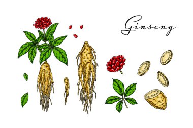 El yapımı yabani ginseng kökü ve beyaz arka planda izole edilmiş yapraklar. Paketleme, logo ve bilimsel makaleler tasarımı için robot resim biçiminde botanik vektör illüstrasyonu