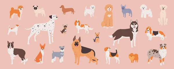 Köpek yavruları hazır. Pembe arka planda çizgi film tarzında şirin düz çizimler. Border collie, dachshund, French bulldog, labrador ve diğer safkan hayvanlar vektör içinde.
