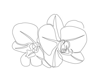 Orkide çiçekleri. Beyaz arkaplanda bir satır vektör illüstrasyonu