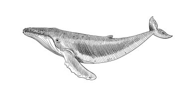 Kambur balina siyah beyaz çiziyor. Vektör olarak elle çizilmiş bir çizim. Vahşi deniz memelilerinin tasviri