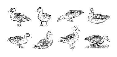 Mallard el yapımı ördek seti. Vektör içindeki bir ördeğin siyah işaretli gerçekçi çizimi. Vahşi doğada yürüyen, ayakta duran ve oturan dişi ördekler. Dijital, web ya da yazdırma tasarımı