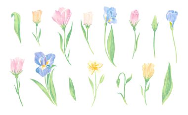 Bahar çiçekleri çizim seti. Iris, laleler, tomurcuklar ve yapraklar pastel tonlarda toplanıyor. Beyaz arka planda izole edilmiş çiçek elementleri tasviri. Sanatsal çizim