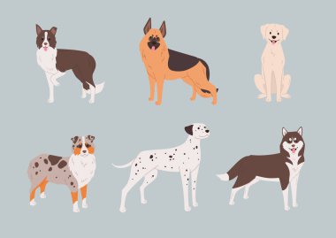 Dalmaçyalı, Alman çoban köpeği, Border Collie ve diğerleri gibi büyük ve orta büyüklükte köpek türleri. Düz stil vektör çizimi. Servis köpekleri