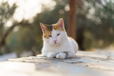 Sokak kedisi sokakta dinleniyor. Sevimli kızıl saçlı evsiz hayvanlar, kedi yavruları ve hayvanlar. Yüksek kalite fotoğraf