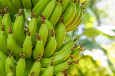 Palmiye ağacında muz dalı. Asya ya da Güney Amerika 'da hasat zamanı tropikal çiftlikte yetişen taze yeşil muz meyveleri. Çiğ gıda, tarım, tarım konsepti. Yüksek kalite fotoğraf