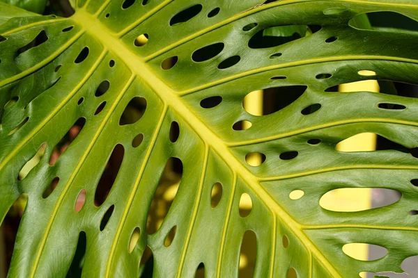 Monstera叶棕榈一种热带植物的绿叶图案 用于室内装饰 植物学 植被概念 高质量的照片 — 图库照片
