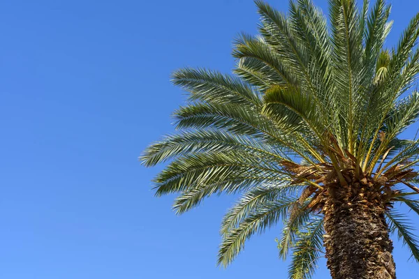 stock image Tropical palm tree with green palm branches against a clear blue sky. Summer, vacation, relaxation, sun concept. High quality photo