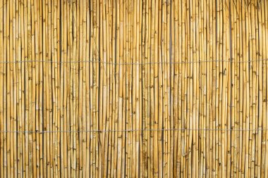 Bambu arka planı. Dekoratif duvarda ahşap desenli bambu bitkisi. Yüksek kalite fotoğraf