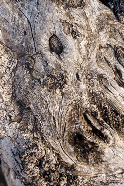 Egy Olajfa Törzsének Öreg Kérge Gyönyörű Absztrakt Kecses Felületi Textúra — Stock Fotó