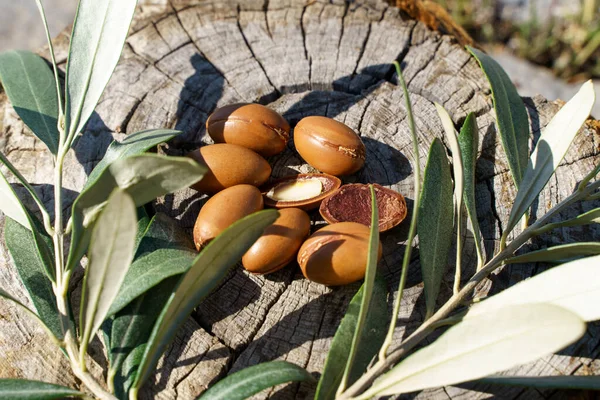 自然の木の背景にアーガンの種と油 マッサージのための自然の化粧品のための有機アルガンオイル モロッコの天然バイオ美容製品 高品質の写真 — ストック写真