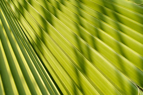 Fond Feuille Palmier Arbre Tropical Vert Jungle Avec Texture Motif — Photo