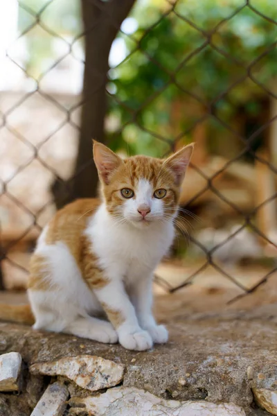 Sokak kedisi sokakta dinleniyor. Sevimli kızıl saçlı evsiz hayvanlar, kedi yavruları ve hayvanlar. Yüksek kalite fotoğraf