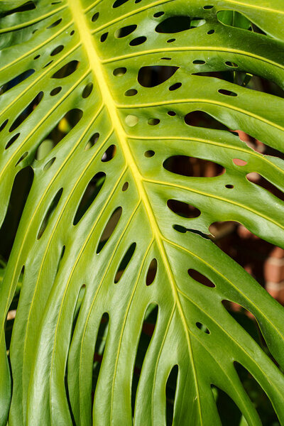 Monstera leaf palm. Pattern of a green leaf of a tropical monstera plant for interior decor. Jungle, botany, vegetation concept. High quality photo