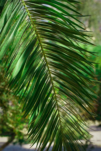 Φόντο Από Φύλλα Φοίνικα Τροπικό Πράσινο Δέντρο Ζούγκλας Υφή Και — Φωτογραφία Αρχείου