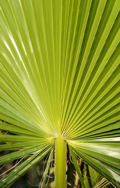 Fundo Folha Palma Árvore Selva Verde Tropical Com Textura Padrão — Fotografia de Stock
