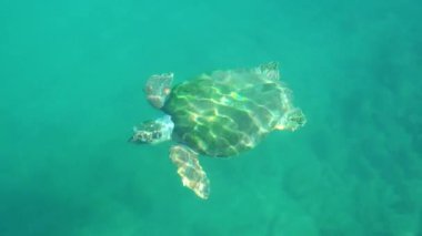 Deniz kaplumbağası temiz turkuaz suda yüzer. Vahşi deniz yaşamı, sualtı dünyası ve doğa. Çevre koruma. Yüksek kaliteli FullHD görüntüler