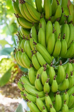 Palmiye ağacında muz dalı. Asya ya da Güney Amerika 'da hasat zamanı tropikal çiftlikte yetişen taze yeşil muz meyveleri. Çiğ gıda, tarım, tarım konsepti. Yüksek kalite fotoğraf