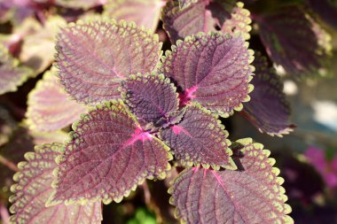 Yepyeni bir arkaplan. Bahçede tarım çiftliğinde yiyecek, içecek ve tatlı olarak yetişen taze nane şekeri. Yüksek kalite fotoğraf