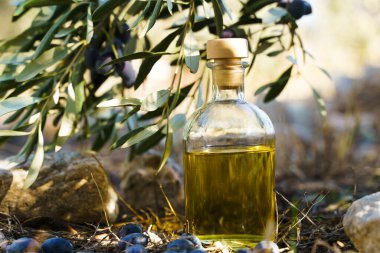 Zeytin ağacı dallı zeytin yağı. Doğal besin için doğal yağ ya da doğal malzemelerden kozmetik. Sağlıklı yemek, kozmetik konsepti. Yüksek kalite fotoğraf