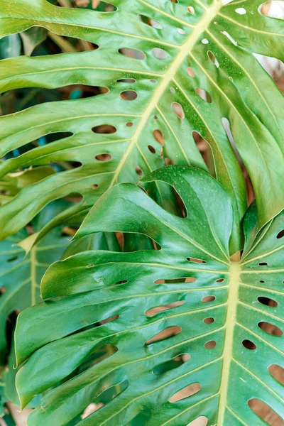 モンステラの葉のヤシ インテリアのための熱帯モンスター植物の緑の葉のパターン ジャングル植物学植物学の概念 高品質の写真 — ストック写真