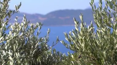 Zeytin ağaçları, bahçe ve çiftliği olan doğal Akdeniz manzarası. Tarım, kırsal kesim, Akdeniz doğa kavramı. Yüksek kaliteli FullHD görüntüler