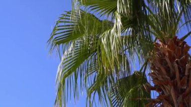 Güneşli arka planda tropik palmiye ağacı. Sahilde egzotik yeşil palmiye yaprakları sallanıyor. Rahatlamak, tatil, tropik konsept. Yüksek kaliteli FullHD görüntüler