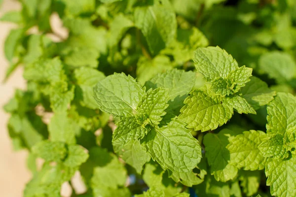 Mint background. Fresh green mint herb growing in the garden for food, drink and dessert at an agricultural farm. High quality photo