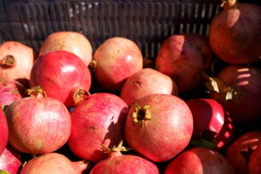 Meyve suyu için meyve tezgahında sulu olgun nar meyveleri. Tarım çiftliğinde nar hasadı, vitaminler, meyveler, tropik konsept. Yüksek kalite fotoğraf