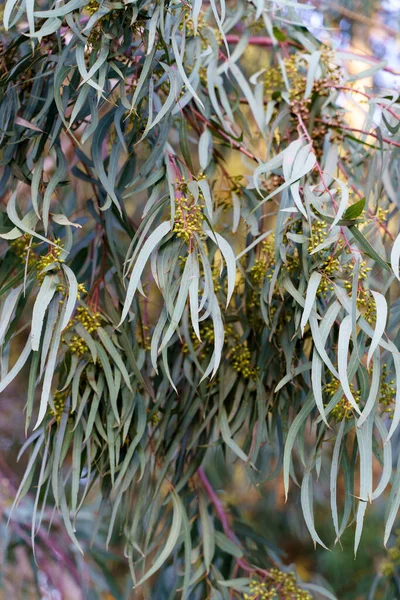 Eukalyptusbaum Blätter Hintergrund Eukalyptusbaumkrone Mit Zweigen Mit Frischem Laub Einem — Stockfoto